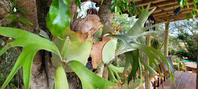 green foliage and native vegetation of brazil