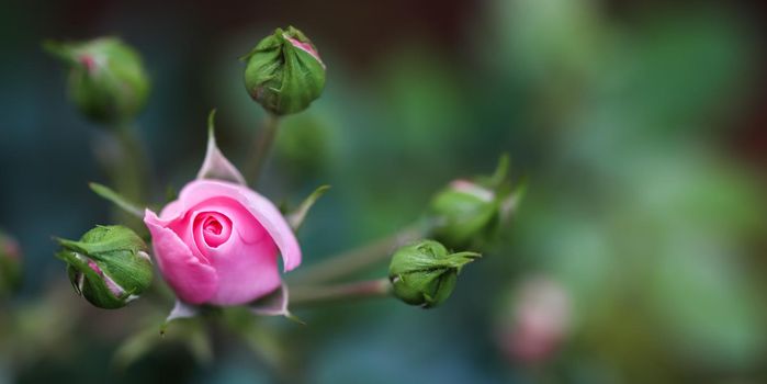 Soft pink rose Bonica with buds in the garden. Perfect for background of greeting cards