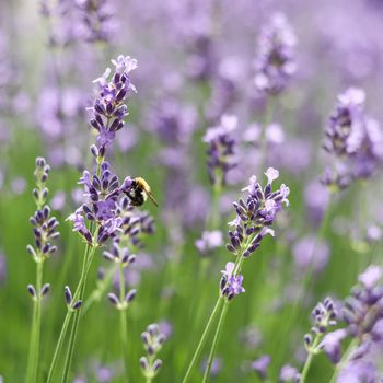Purple lavender background with worker bee in the garden. Soft focus