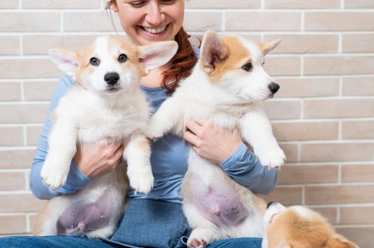 Caucasian woman holding two cute pembroke corgi puppies