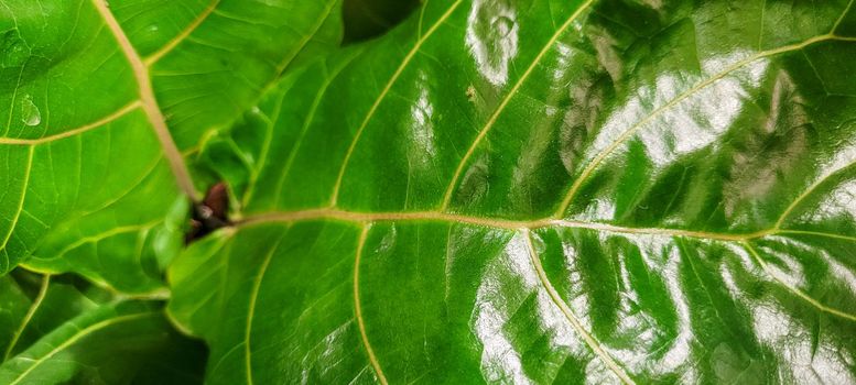 green foliage and native vegetation of brazil