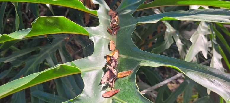 green foliage and native vegetation of brazil