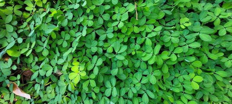 green foliage and native vegetation of brazil