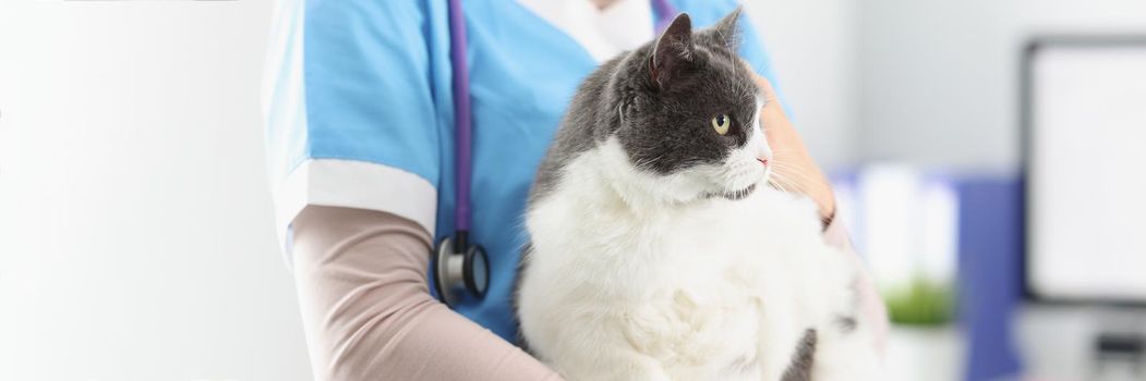 Close-up of veterinarian hold cat, female taking care of pets, professional vet doctor. Fat fluffy kitty look away. Veterinary, clinic for animals concept