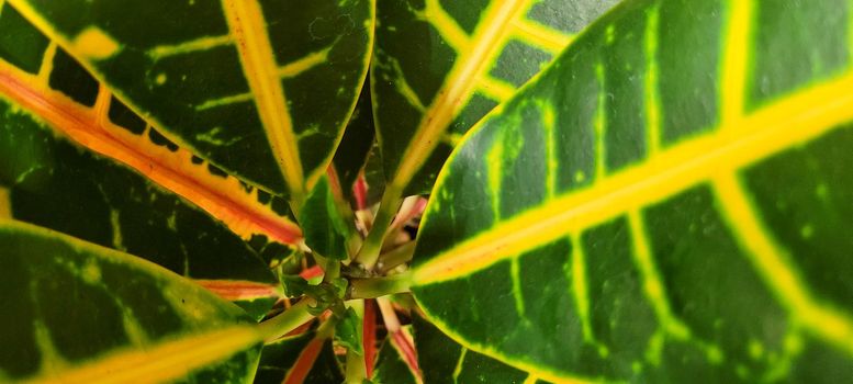 green foliage and native vegetation of brazil