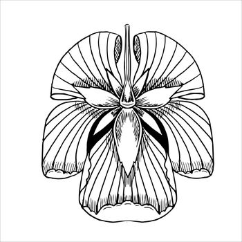 illustration of a blackline flower sketch on white background