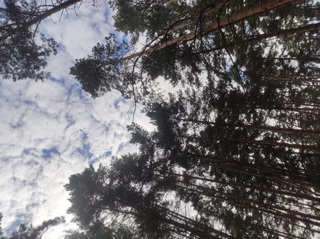 Pine forest nature background blue sky