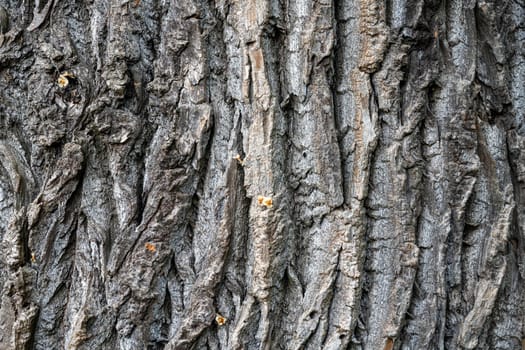 Background from a rough and old tree bark