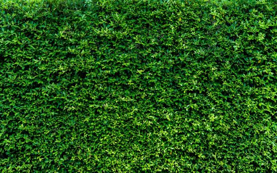 Small green leaves in hedge wall texture background. Closeup green hedge plant in garden. Eco evergreen hedge wall. Natural backdrop. Beauty in nature. Green leaves with natural pattern wallpaper.