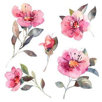 Watercolor illustration of pink flowers and leaves, artistic painting