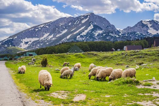 Durmitor. Picturesque mountain landscape of the Durmitor National Park, Montenegro, Europe, Balkans, Dinaric Alps, UNESCO World Heritage.