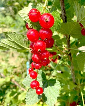 Branch of red currant berry close-up Ribes rubrum. Fruits of the summer season with bright sunlight. Photo on the theme of organic farming and healthy eating. High quality illustration