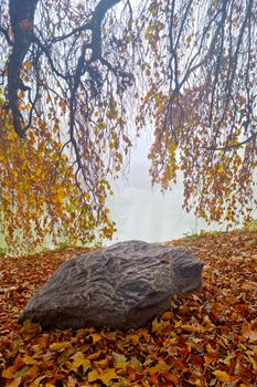 A mystical morning in a foggy autumn park on the shore of a pond