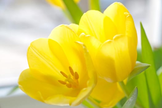 Close-up of a blooming and blooming yellow tulip