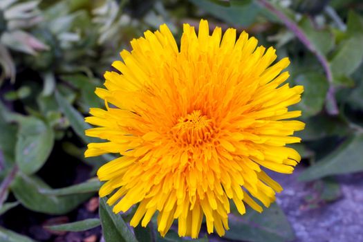 Close-up on a yellow blooming dandelion. Dandelion is a genus of perennial herbaceous plants