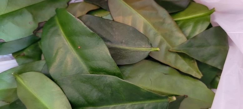 green foliage and native vegetation of brazil