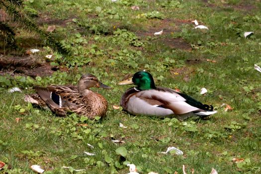 Wild ducks sit on the grass near a body of water