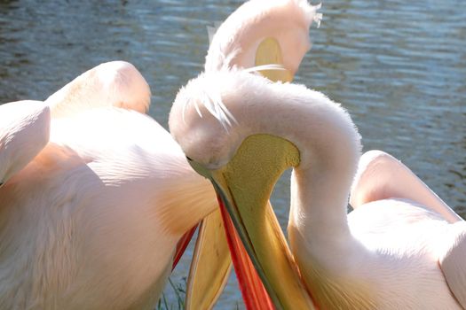 Close-up of pink pelicans on the shore of the pond