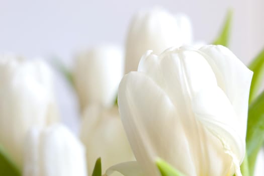 Bouquet of white flowering tulips in a vase. The background of nature