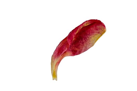 Tulip petal on a white background. flower isolate