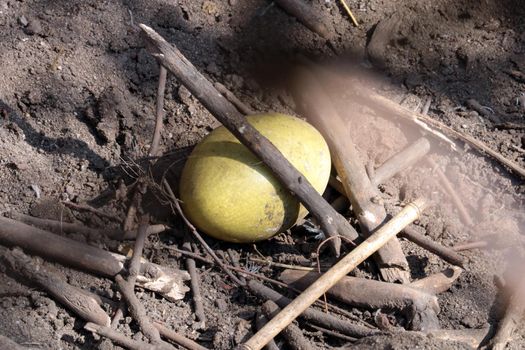 On the ground lies a yellow large ostrich egg