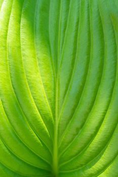 leaf hosts with a beam of light close-up as background. photo