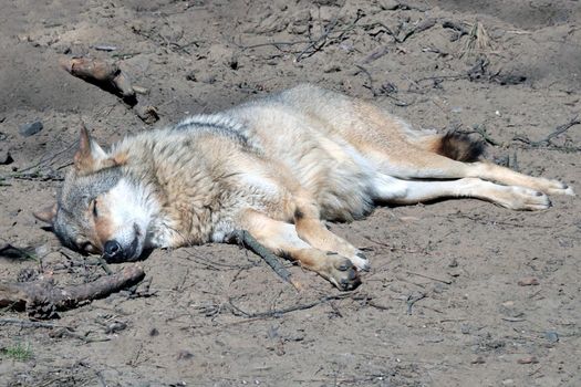 A wolf lies on the sand. The dog is sunbathing. Wildlife