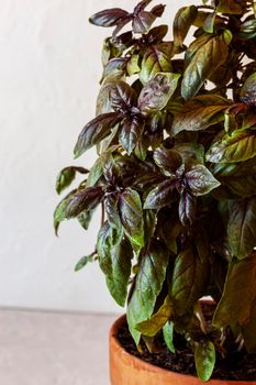 red basil plant growing in a kitchen garden