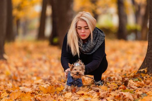 yorkshire terrier with his mistress in the autumn park