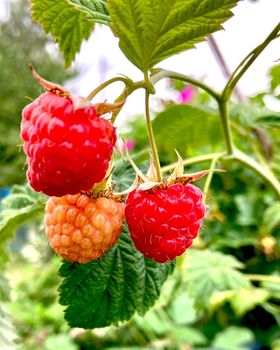 Ripe raspberries close-up. Organic food. Raspberries on a branch. High quality photo