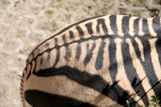 Beautiful striped zebra in the animal park