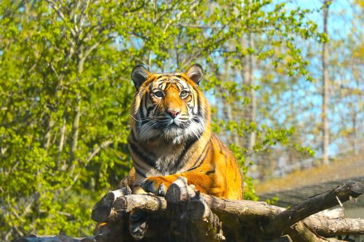 A beautiful tiger lies on a tree. Wildcat