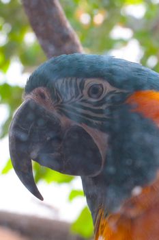 A beautiful parrot sits on a tree. Wild birds and nature