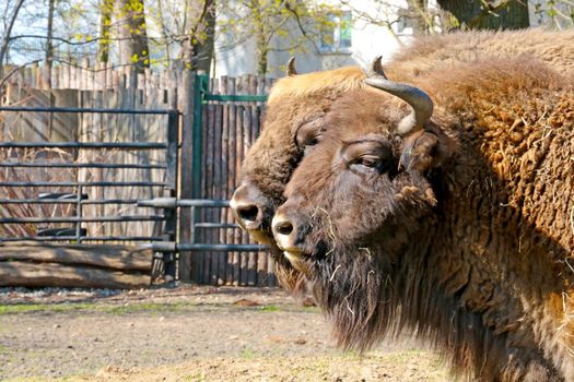 Close-up of large bison in an animal park