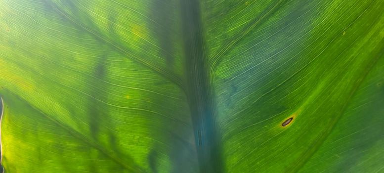 green foliage and native vegetation of brazil