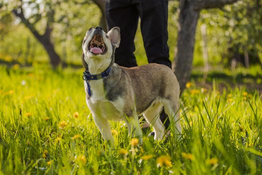 dog breed husky stands in the green grass