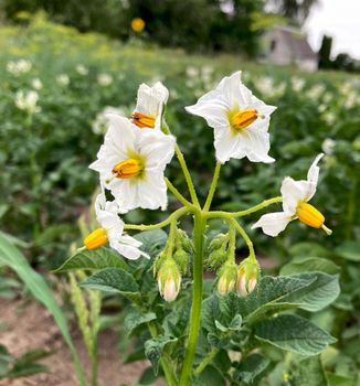 Flowering potato bush. Potato flowers close up. Flowering home potatoes. flowering potatoes. High quality photo