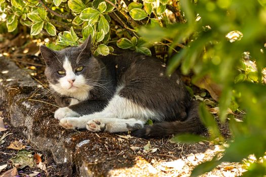 Cute domestic cat rest in the shadow in a meadow