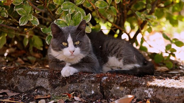 Cute domestic cat rest in the shadow in a meadow