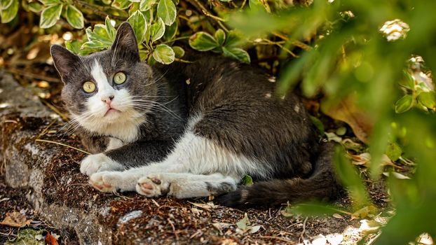 Cute domestic cat outdoor close up portrait