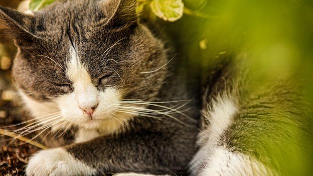 Cute domestic cat outdoor close up portrait