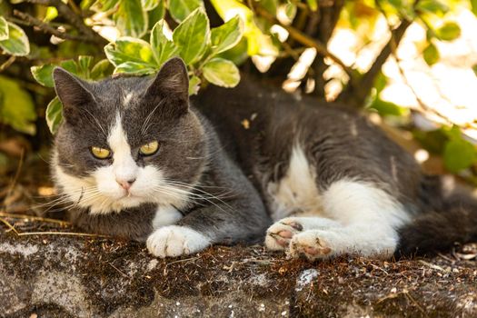 Cute domestic cat rest in the shadow in a meadow