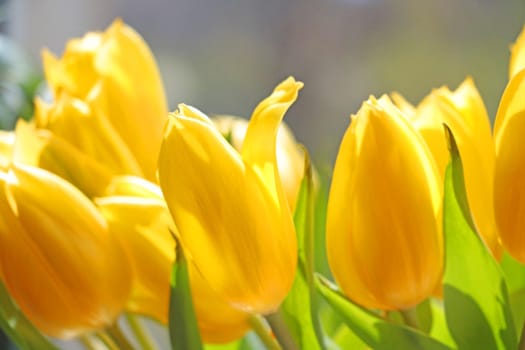 Yellow flowering tulips in a bouquet on the table