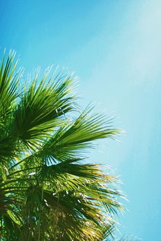 Palm tree leaves and the sky, summertime travel background, nature concept