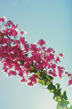 Flowers in bloom and palm tree at sunset, nature in summer, tropical holiday destination and summertime travel concept