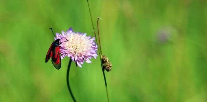 Burnet Moth, Zygaena carniolica. A butterfly sits on a flower.