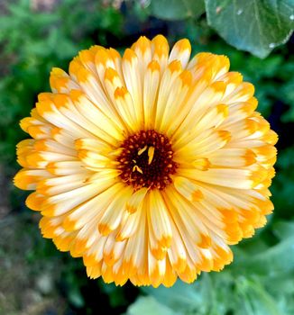 Orange calendula flowers. Blooming marigold flowers. Fresh organic calendula marigold flowers background. Medicinal herbs. Summer marigold flowers. High quality photo