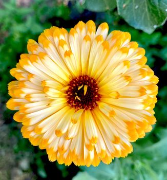 Orange calendula flowers. Blooming marigold flowers. Fresh organic calendula marigold flowers background. Medicinal herbs. Summer marigold flowers. High quality photo