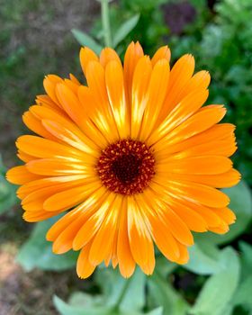 Orange calendula flowers. Blooming marigold flowers. Fresh organic calendula marigold flowers background. Medicinal herbs. Summer marigold flowers. High quality photo