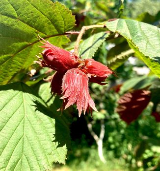 Hazelnut Red-leaved hazelnut, photo in natural habitat. High quality photo